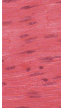 <p>long but tapered</p><p>1 nuclei, not straited</p><p>involuntary control, connected to organs</p>
