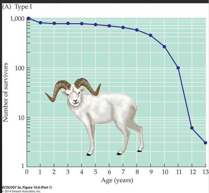 <p>Followed by humans and sheep large mammals)</p><p>Characterized by most individuals living past an early age and then dying at an old age</p>