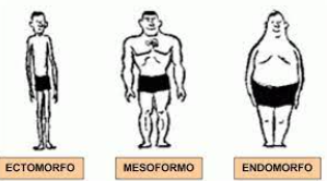 <ul><li><p>Brevilineo: individuo de talla corta, robusto; peso, musculatura y paniculo adiposo considerables</p></li><li><p>Longilineo: altos, delgados, pero con peso inferior al promedio</p></li><li><p>Normolineo: termino medio entre los dos anteriores</p></li></ul><p></p>