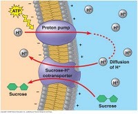 <p>co= together</p><p>- Active transport diffusion of a solute indirectly drives transport of other substances</p><p>- both down concentration gradient</p>