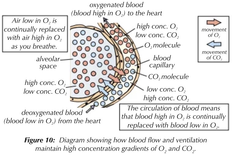 <p>the wall of each alveolus is made from a single layer of thin, flat cells called alveolar epithelium. this contains elastin, allowing the alveoli to recoil</p><p>O2 diffuses out of the alveoli, across the alveolar epithelium and the capillary endothelium, into haemoglobin. CO2 diffuses into the alveoli from the blood. there is a steep concentration gradient</p>