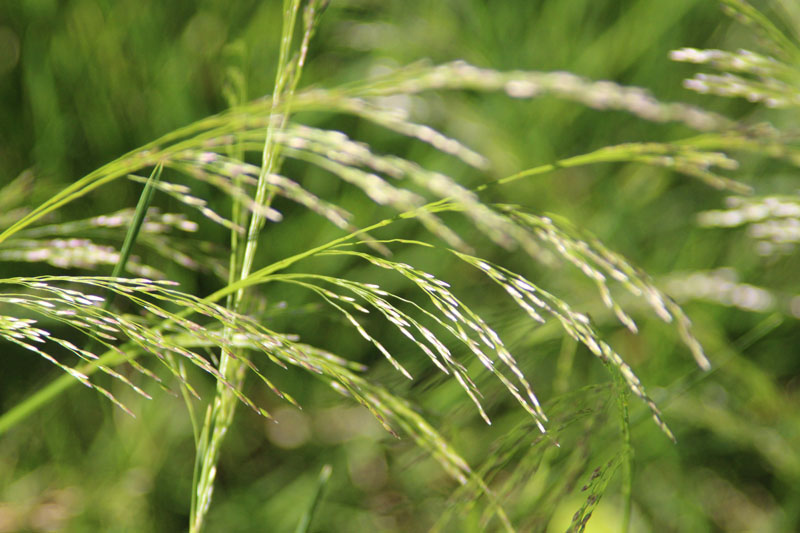 <p>Deschampsia</p>