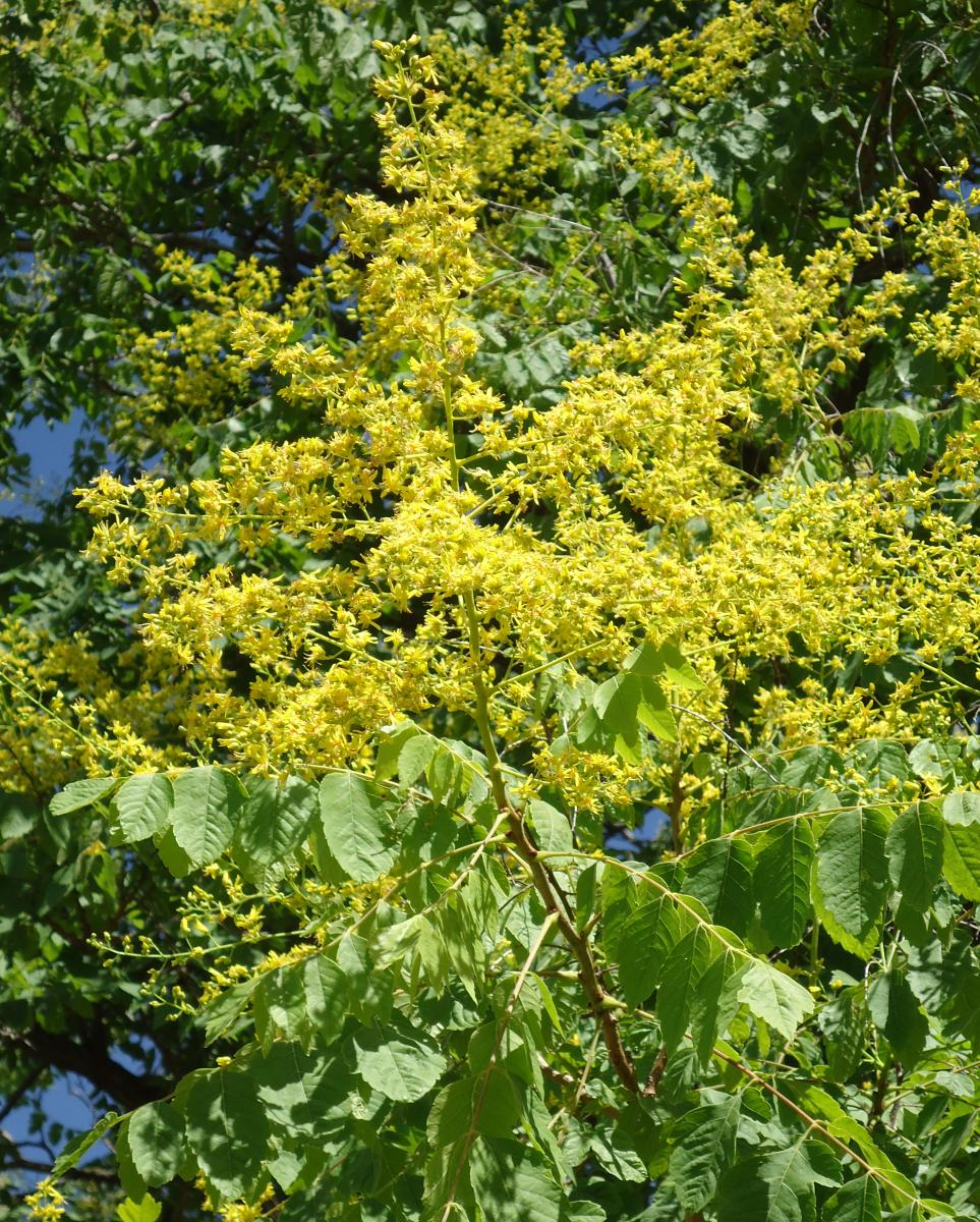<p>Golden Rain Tree</p>