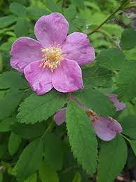 <ul><li><p>Dense fine prickles along stems</p></li><li><p>Pink flowers in summer</p></li><li><p>Bright red oval hips later season</p></li><li><p>Compound toothed leaves</p></li><li><p>Forests & streambanks</p></li><li><p>More thorny than Nootka rose</p></li></ul><p></p>