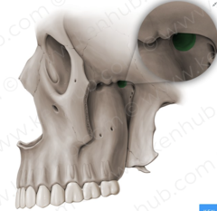<p>Connects the nasal cavity with the pterygopalatine fossa</p>