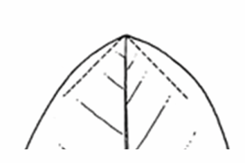 <p>A leaf apex that is blunt or rounded with an angle greater than $$90^{\circ}$$.</p>