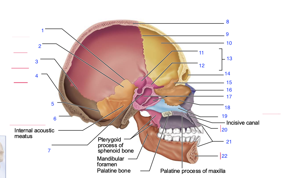 <p>16</p>