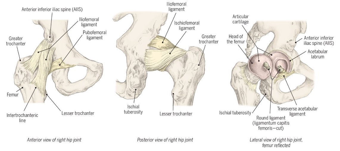 <p><span>Direct support between&nbsp;femoral head&nbsp;&amp; acetabulum,&nbsp;internal,&nbsp;contains&nbsp;an&nbsp;artery providing blood supply to&nbsp;femoral&nbsp;head</span></p>