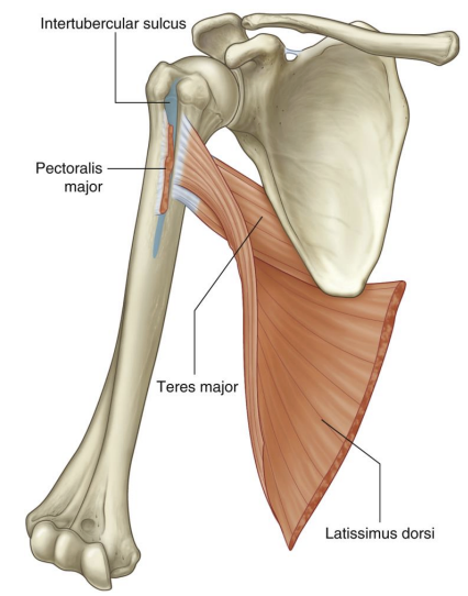 <p>Teres major</p>