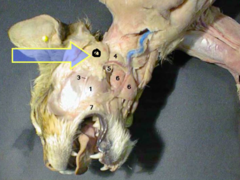 knowt flashcard image