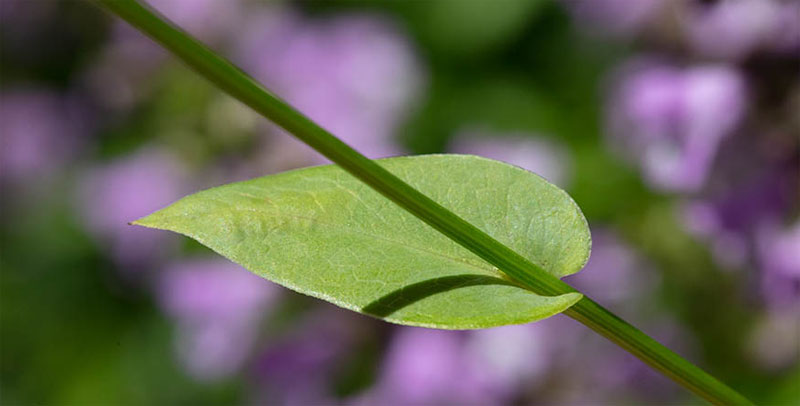 <p>base of leaf wraps around stem with lobes</p>