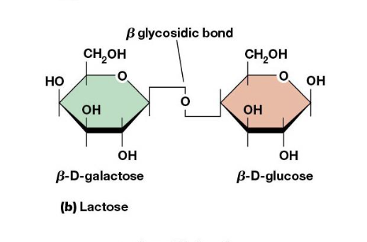 <p>Which two monosaccharides are joined to form lactose in the slide’s figure?</p>