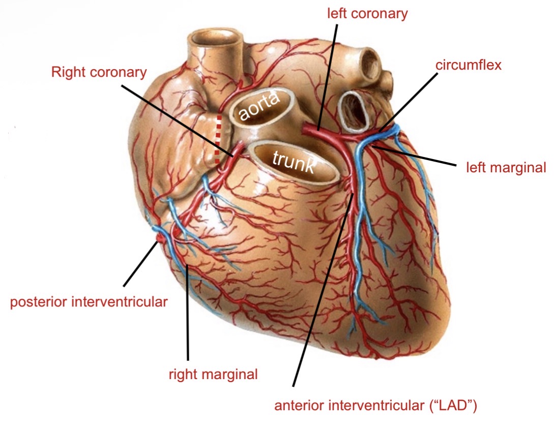 <ul><li><p>Supply myocardium </p></li><li><p>Arise from aorta distal to aortic semilunar valve </p></li><li><p>Fill during diastole</p></li></ul><p></p>