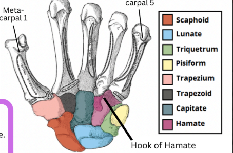<p></p><p>carpal found in the proximal row from lateral to medial </p><p>positions</p>
