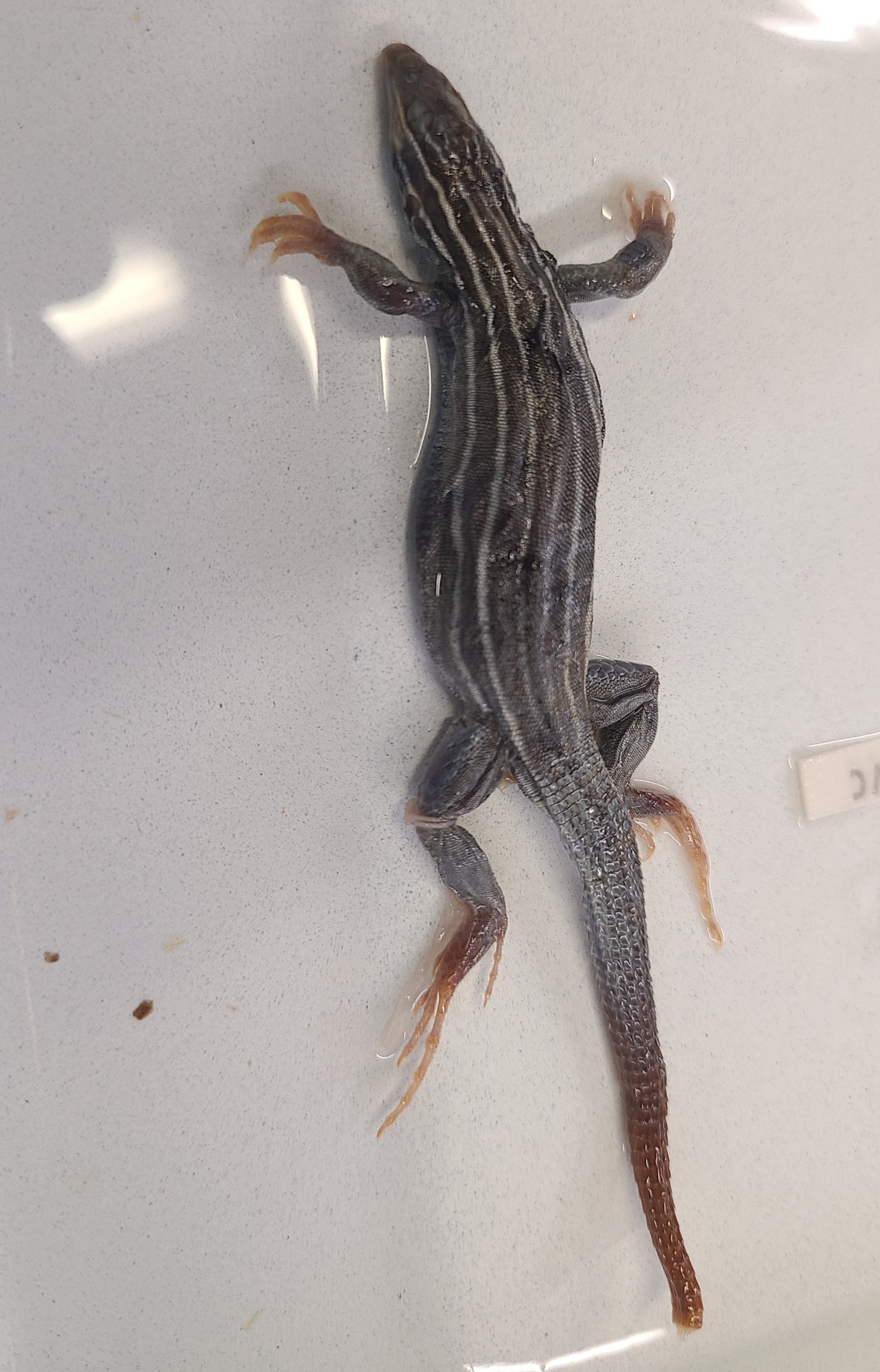 <p>Scientific name and distinguishing feature</p>