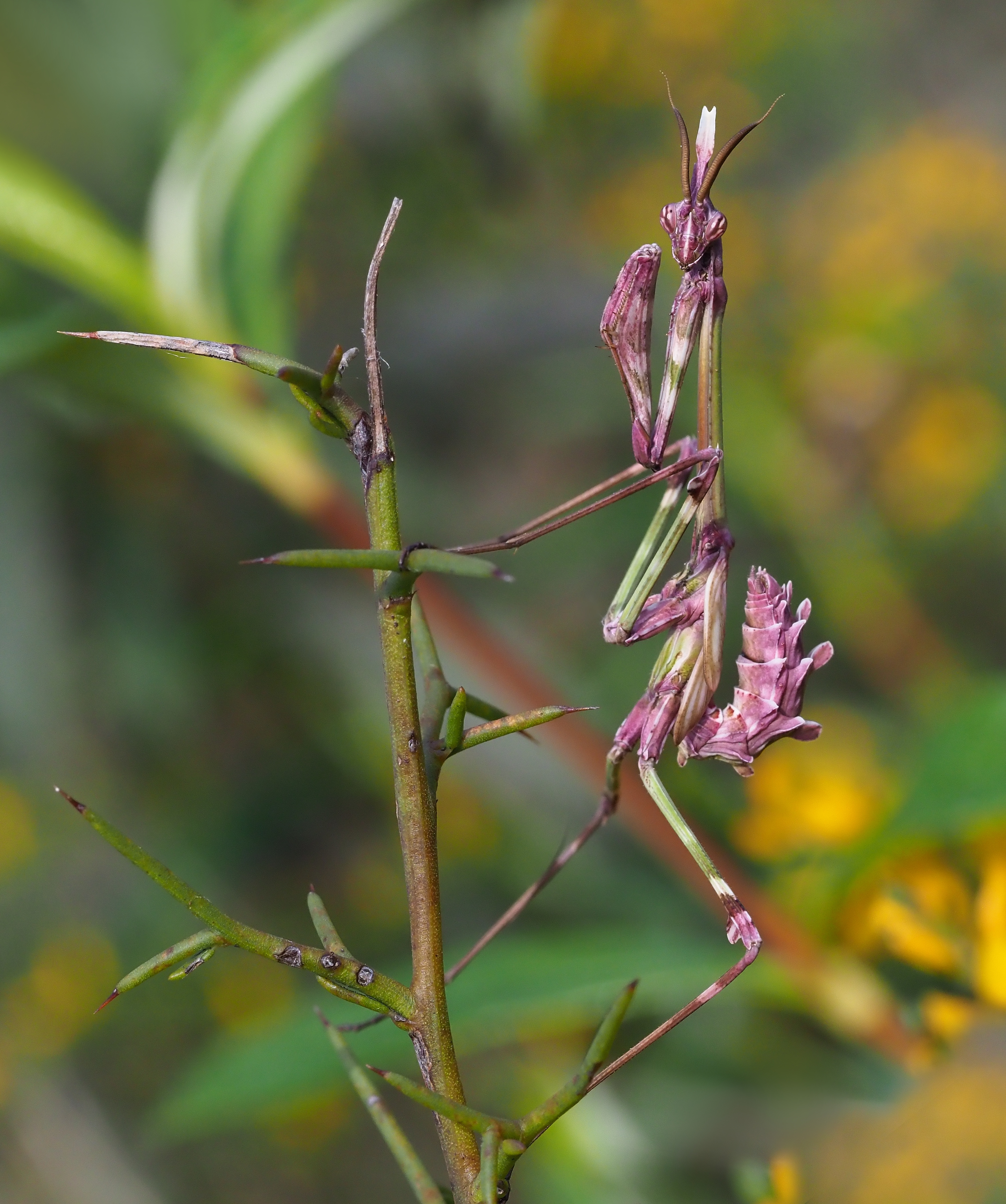 <p><span>Conehead Mantis</span></p>