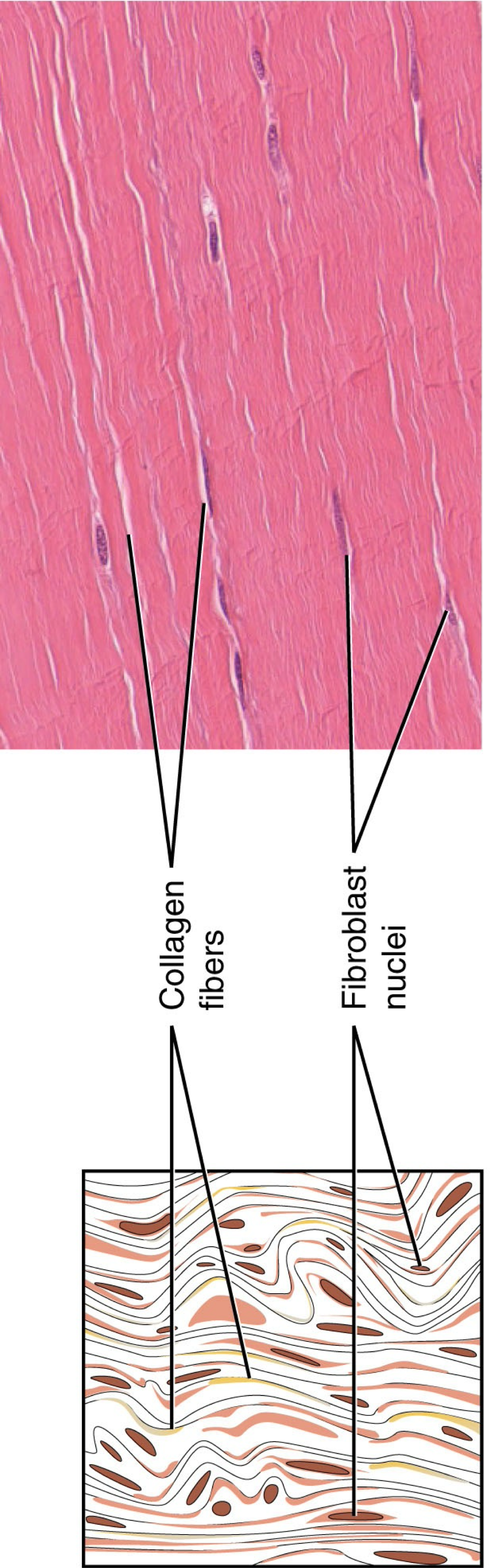 <p>Dense regular connective tissue contains parallel collagen fibres arranged in the same direction. contains elastic fibers only in some examples, contains fibroblasts (elongated  flattened nuclei of inactive fibroplasts wedged between bundles of collagenous fibers)</p>