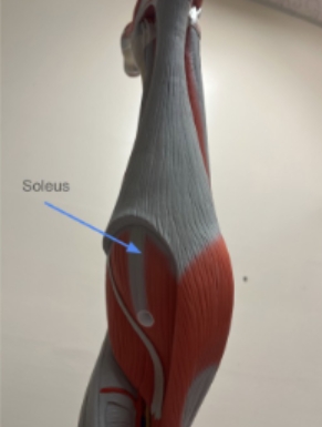 <p><span style="background-color: transparent; font-family: "Times New Roman", serif;">Soleus</span></p>