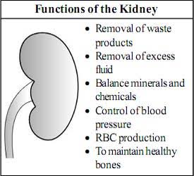 <ol><li><p>ion balance (esp. Na+ and K+)</p></li><li><p>osmotic balance - by determining volume and conc of urine/blood</p></li><li><p>blood pressure - by controlling blood/ECF volume (influenced by hormones)</p></li><li><p>blood pH - by retaining/excreting H+ or HCO3-</p></li><li><p>Excretion - nitrogenous and hydrophilic waste</p></li><li><p>Endocrine - produces renin that starts blood pressure regulation cascade and erythropoietin to refulate RBC synthesis</p></li></ol><p></p>