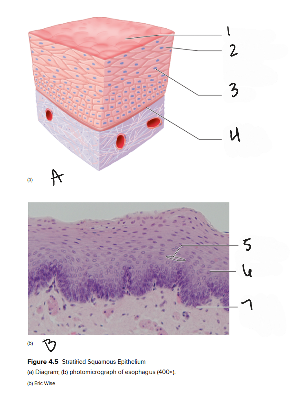 <p>1</p>