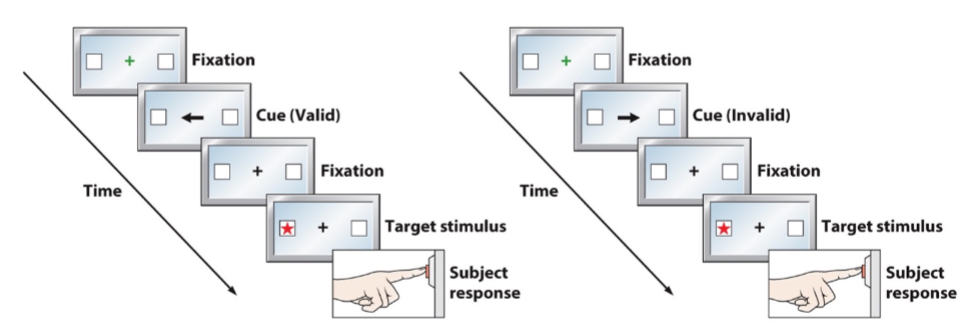 <p>Correctly identify how we study endogenous and exogenous attention by making modifications to Posner's orienting paradigm (seen below), in which valid and invalid cues precede the appearance of a target stimulus in a box on the left- or right-hand side of the screen.</p><p>terms: endogenous attention and exogenous attention</p><p>definitions:</p><p>flashing the box itself, located in the periphery of the screen</p><p>the use of an arrow in the center of a screen to indicate which box to look at</p>