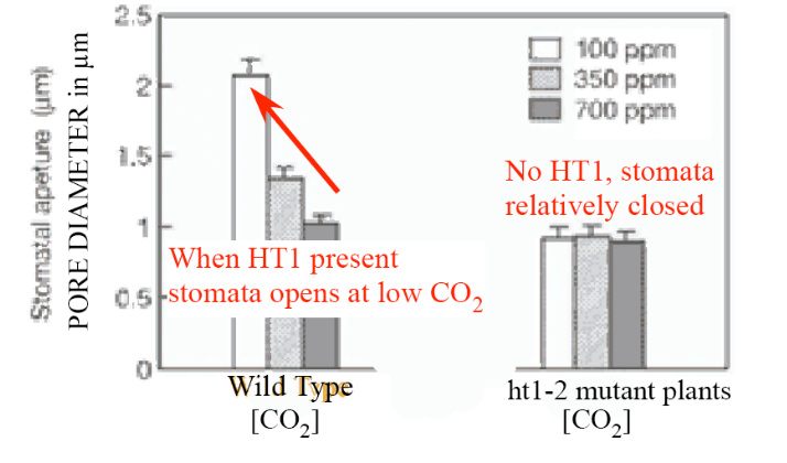 <p>The function of HT1 is to open stomata when CO<sub>2</sub> levels are low.</p>