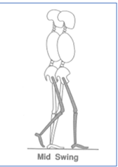 <p>76-87%</p><p>Limb advances until the tibia is vertical.</p>