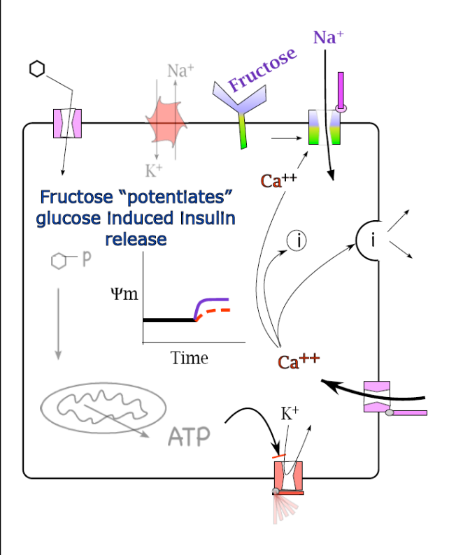 <p><strong>Fructose “potentiates” (makes stronger/more effective) beta cell response to glucose.</strong></p><p>A sweet detection receptor with a much higher affinity for fructose than glucose is bound by fructose. When this happens at the same time that Ca++ is present (due to high levels of glucose metabolism) a channel opens that allows Na+ in. This adds to the depolarization of the membrane and so the amount of insulin released.</p><p></p><p>Note that without glucose, no Ca++ is present, and this explains why fructose alone doesn’t lead to insulin release.</p><p></p><p>This is the coincidence detection mechanism!!!!! (Ca++ & Fructose = stronger depolarization)</p>