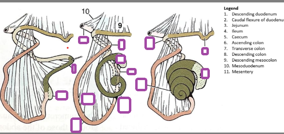 <p>development of the ascending colon in the pig</p>