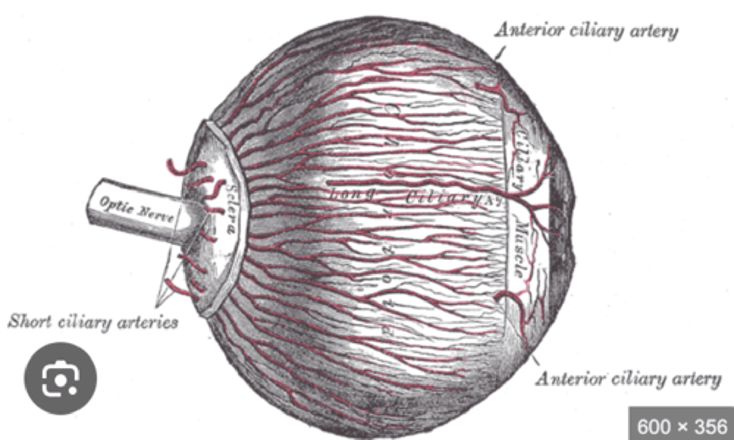 <p>What structures does the ciliary artery supply?</p>