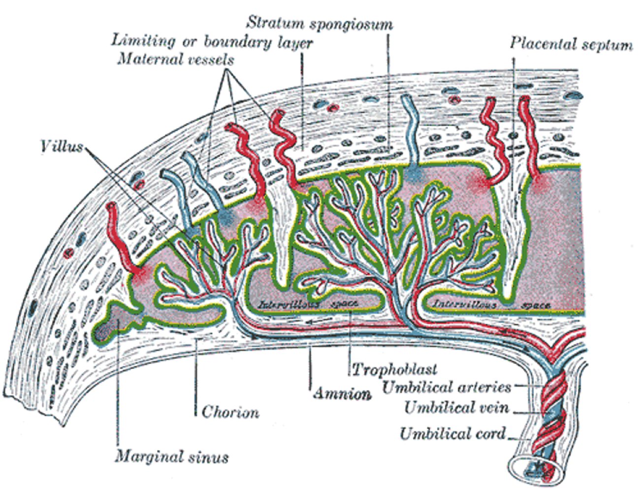 <ul><li><p>Fetus has vein (to heart) and 2 arteries (from fetal heart) to the placenta. </p></li></ul><p></p>