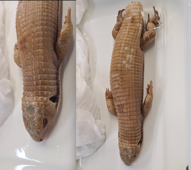 <p>Scientific name and distinguishing feature</p>