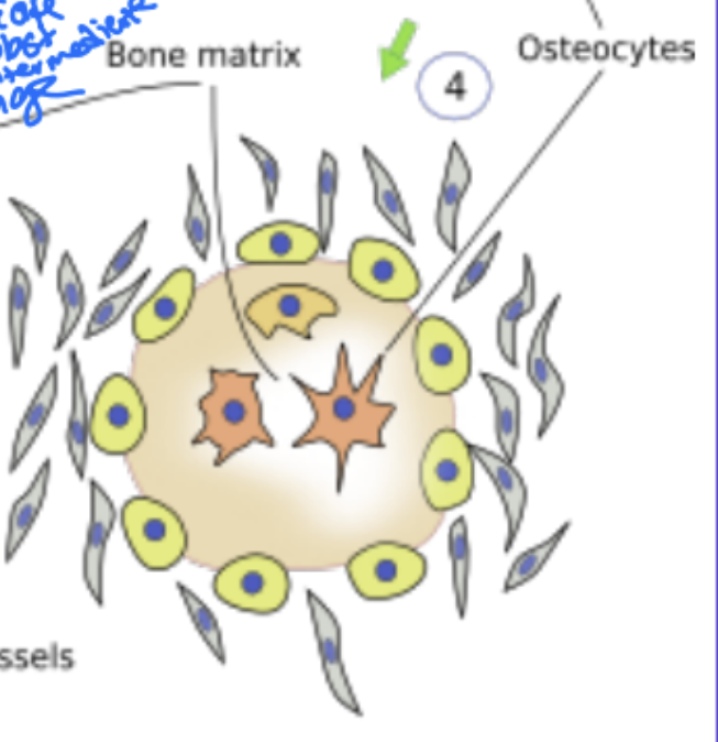 <p>IBF: What happens after osteoblasts secrete osteoid </p>