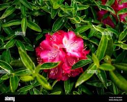 <p>Rhododendron</p>