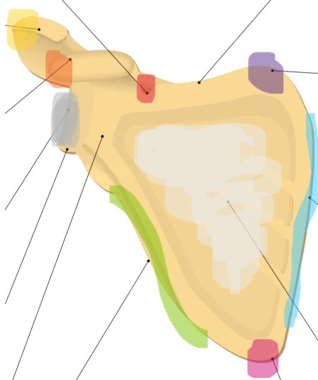 <p>what is the purple area</p>