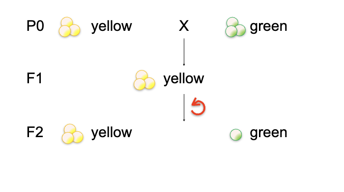<p><span style="color: rgb(255, 246, 246);">What you see (e.g. yellow seeds)</span></p>
