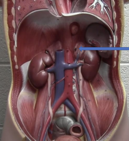 <p>What organ is this?</p>