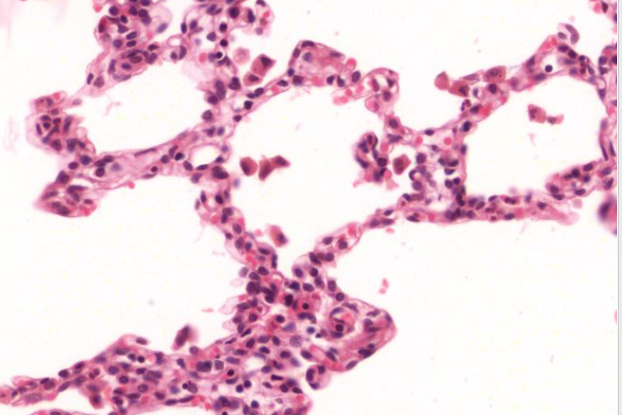 <p>identify the structure </p>