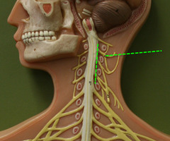 <p>Controls sensations in the neck and motor functions in that area. C1-C5</p>