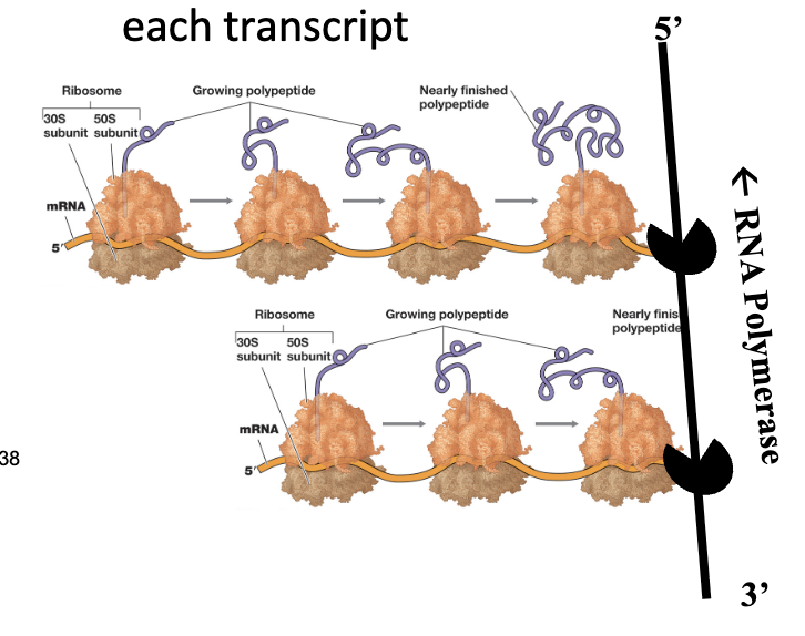 <ul><li><p>In prokaryotes, transcription and translation are coupled processes due to the absence of a nucleus; therefore, does not have to be exported before translation begins</p></li><li><p>As RNA polymerase synthesizes mRNA in the 5’ to 3’ direction, ribosomes can bind to the emerging 5’ end and initiate translation before transcription is complete</p></li><li><p>Additionally, multiple ribosomes can attach to a single mRNA molecule, forming polysomes, enabling simultaneous production of many copies of a protein from one transcript</p></li></ul><p></p>
