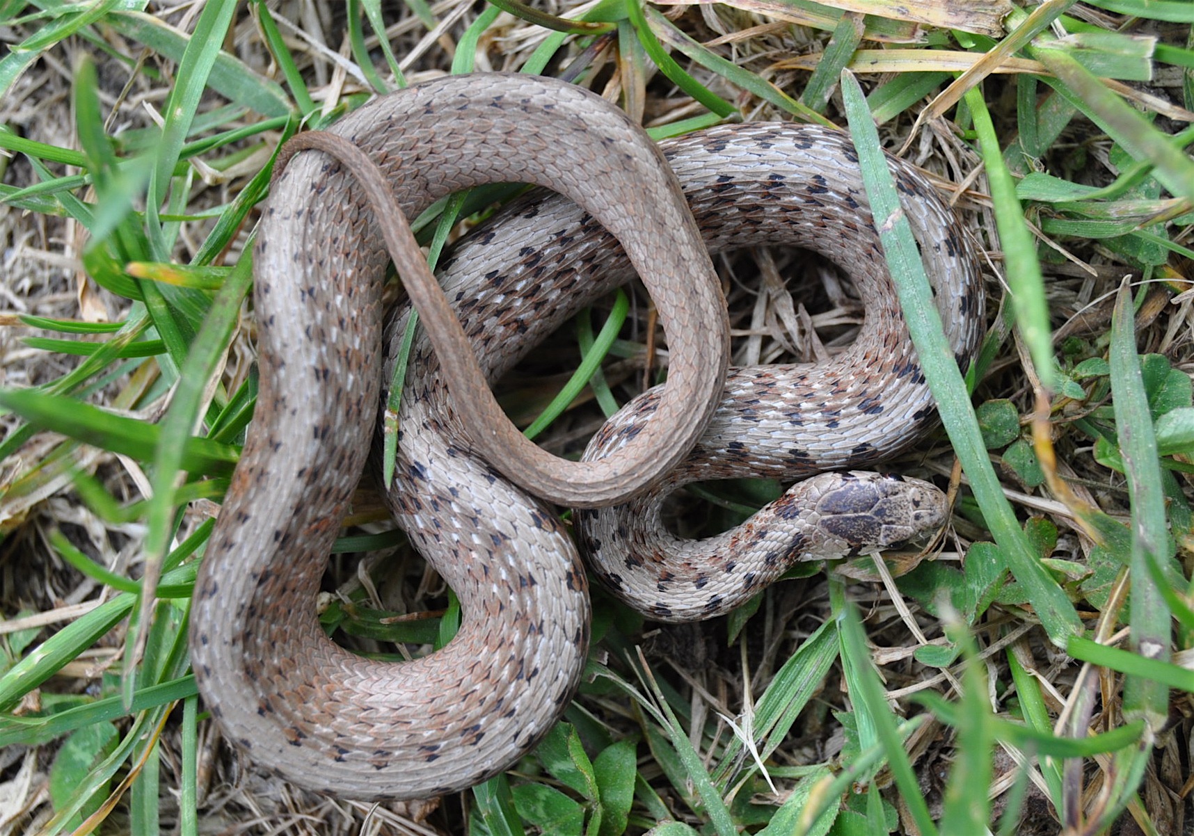 <p>Colubridae. Found statewide</p>