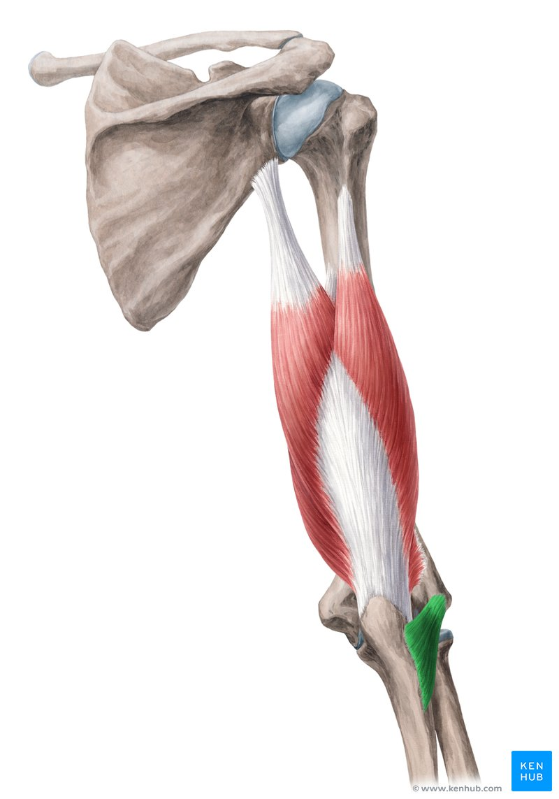 <p>anconeus (INSERTION)</p>