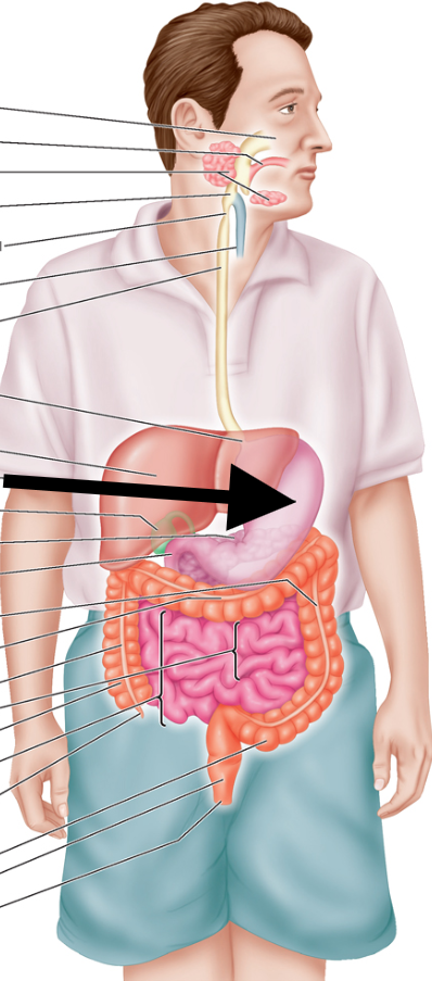 <p>J-shaped chamber located between the esophagus and SI</p>