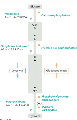 <p>making glucose from pyruvate</p><p>not a direct reversal of glycolysis</p>