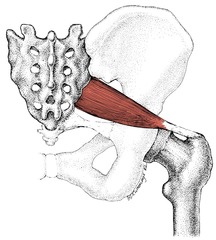 <p>laterally rotates an extended femur at hip,</p><p>abducts flexed femur at hip joint</p>