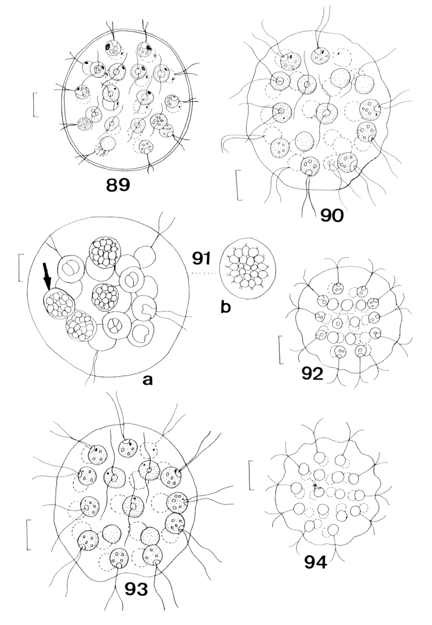 <p>Identify</p>