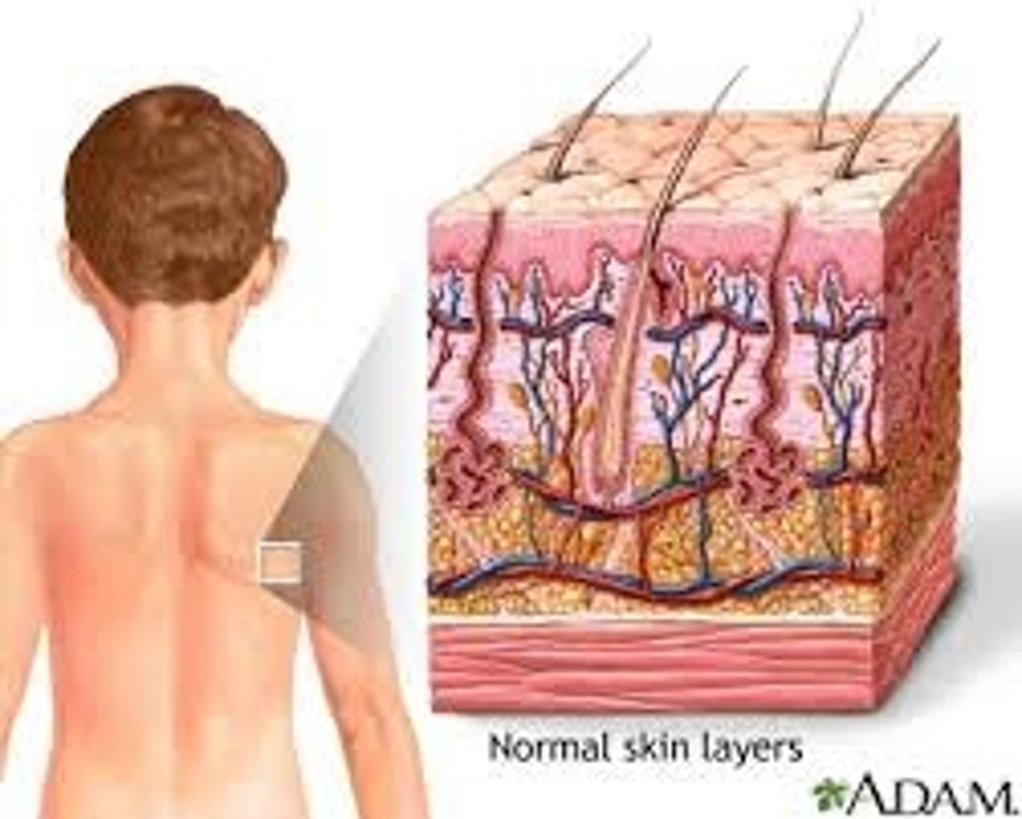<p>Consists of the skin, mucous membranes, hair, and nail</p>