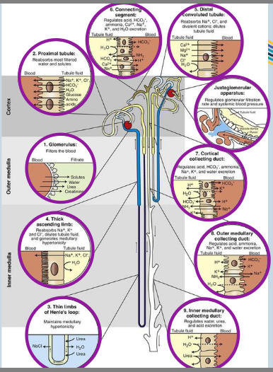 <p>1. <span style="color: purple;">Glomerulus </span>– Filters the blood.</p><p>2. <span style="color: purple;">Proximal tubule</span> – Reabsorbs most filtered water and solutes.</p><p>3. <span style="color: purple;">Thin limbs of Henle’s loop</span> – Maintains medullary hypertonicity (high osmotic concentration mainly salt and urea for water reabsorption and urine conc).</p><p>4. <span style="color: purple;">Thick ascending limb </span>– Reabsorbs Na+, K+ and Cl-, dilutes tubule fluid and generates medullary hypertonicity.</p><p>5. <span style="color: purple;">Distal convoluted tubule</span> – Reabsorbs Na+, Cl- and divalent cations, dilutes tubule fluid.</p><p>6. C<span style="color: purple;">onnecting segment</span> – Regulates acid, HCO3-, ammonia, Ca2+, Na+, K+ and H2O excretion.</p><p>7. <span style="color: purple;">Cortical collecting duct</span> – Regulates acid, HCO3-, ammonia, Ca2+, Na+, K+ and H2O excretion.</p><p>8. <span style="color: purple;">Outer medullary collecting duct</span> – Regulates acid, ammonia, Na+, K+ and water excretion.</p><p>9. <span style="color: purple;">Inner medullary collecting duct</span> – Regulates water, urea and acid excretion.</p><p>• <span style="color: purple;">Juxtaglomerular apparatus</span> – regulates glomerular filtration rate and systemic blood pressure</p>