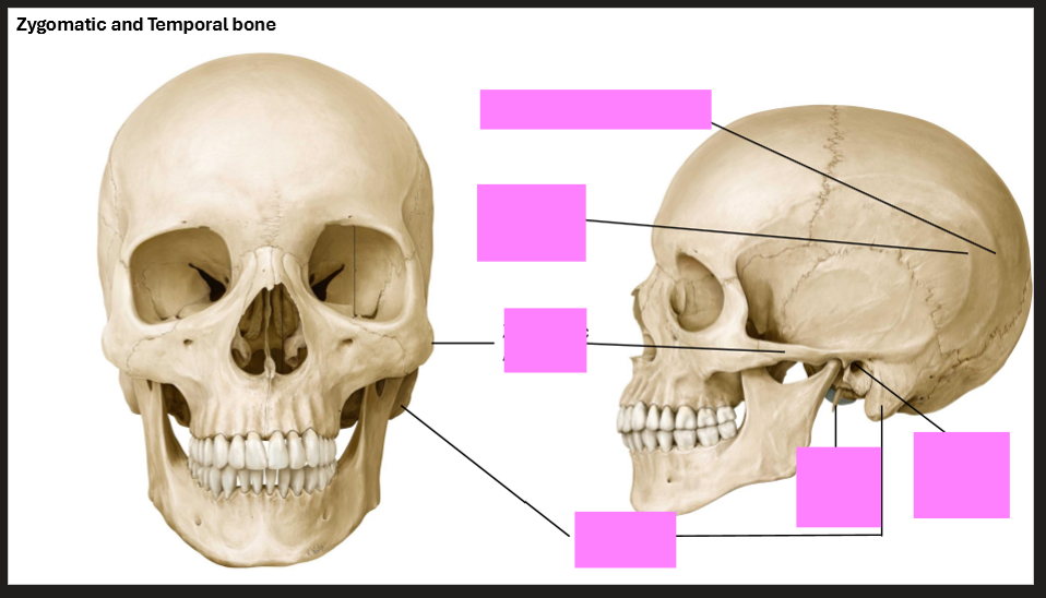 <p>Label the skull</p>