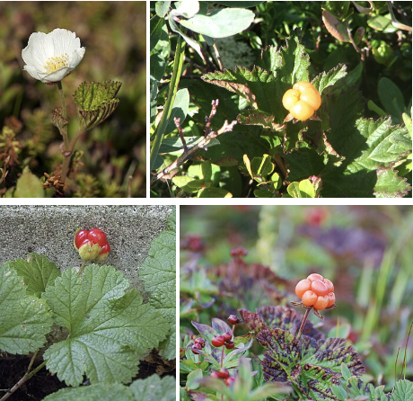 <ul><li><p>Rounded shallow-lobed leaves</p></li><li><p>White flowers in spring</p></li><li><p>Single salmon-orange berry in summer</p></li><li><p>Low non-spiny tundra plant</p></li><li><p>Wet tundra & bogs</p></li></ul><p></p>